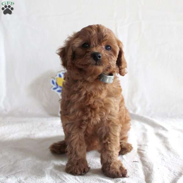 Angel, Cavapoo Puppy